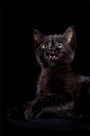 Black kitten on a black background Photographie de stock - Aubaine LD & Abonnement, Code: 400-06456861