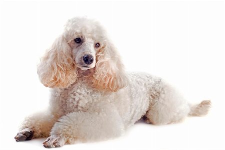 small poodle dogs - beautiful purebred poodle in front of a white background Stock Photo - Budget Royalty-Free & Subscription, Code: 400-06456984