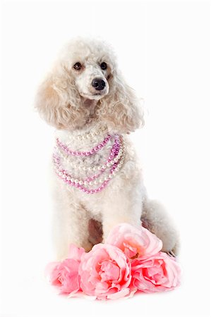 small poodle dogs - beautiful purebred poodle with flowers in front of a white background Stock Photo - Budget Royalty-Free & Subscription, Code: 400-06456986