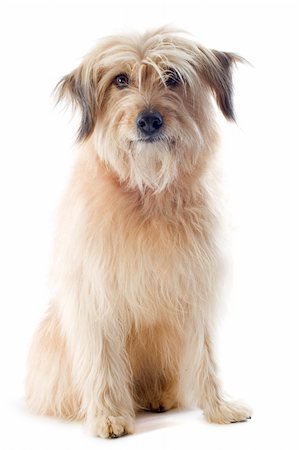 sheep dog portraits - portrait of a pyrenean sheepdog in front of a white background Photographie de stock - Aubaine LD & Abonnement, Code: 400-06456988