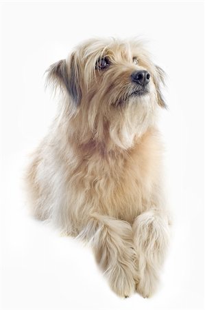 simsearch:400-06949768,k - portrait of a pyrenean sheepdog in front of a white background Photographie de stock - Aubaine LD & Abonnement, Code: 400-06456989