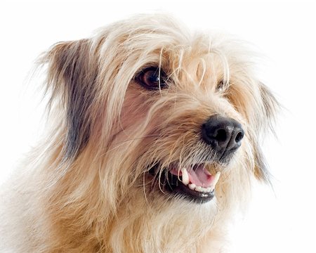 simsearch:400-06949768,k - portrait of a pyrenean sheepdog in front of a white background Photographie de stock - Aubaine LD & Abonnement, Code: 400-06456990