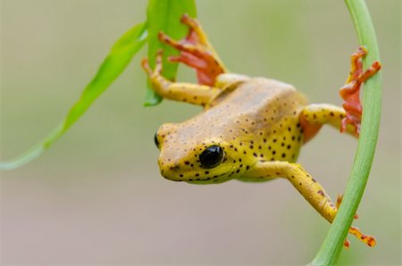 poisonous frog - Close-up of a yellow frog with big black eyes hanging between two leaves Photographie de stock - Aubaine LD & Abonnement, Code: 400-06457042