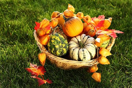 pumpkin home garden - Pumpkins in the grass for Thanksgiving Stock Photo - Budget Royalty-Free & Subscription, Code: 400-06457277