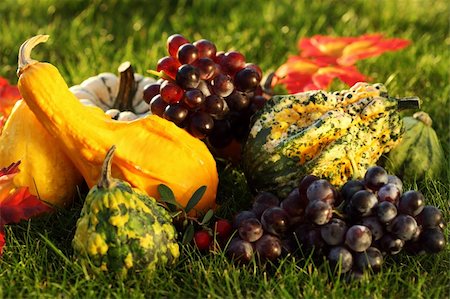 simsearch:400-05674539,k - Harvest - pumpkins and grapes in the grass for Thanksgiving Stock Photo - Budget Royalty-Free & Subscription, Code: 400-06457278