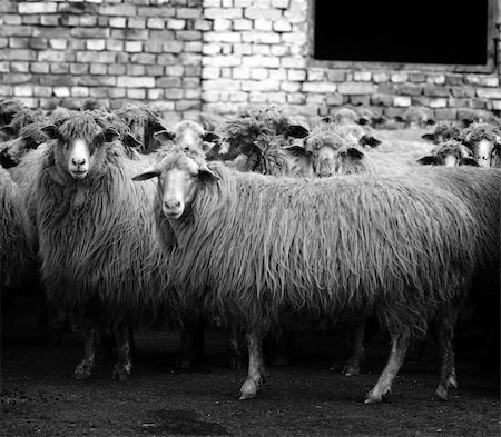 simsearch:400-05684520,k - Livestock farm, herd of sheep Stock Photo - Budget Royalty-Free & Subscription, Code: 400-06457418