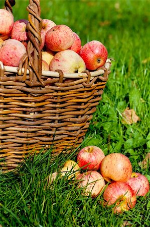 simsearch:400-07932348,k - Fresh ripe red apples in a basket on a green grass Foto de stock - Super Valor sin royalties y Suscripción, Código: 400-06457545