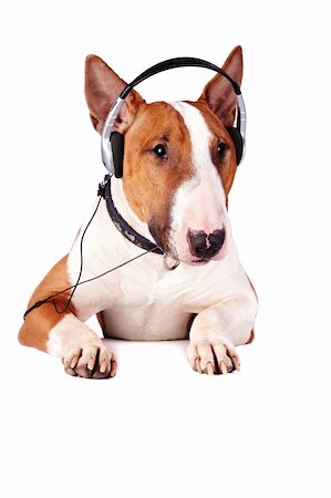 Bull terrier in earphones on a white background Stockbilder - Microstock & Abonnement, Bildnummer: 400-06457744