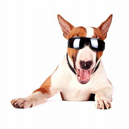 simsearch:400-07628560,k - Cheerful bull terrier in sunglasses on a white background Foto de stock - Super Valor sin royalties y Suscripción, Código: 400-06457743