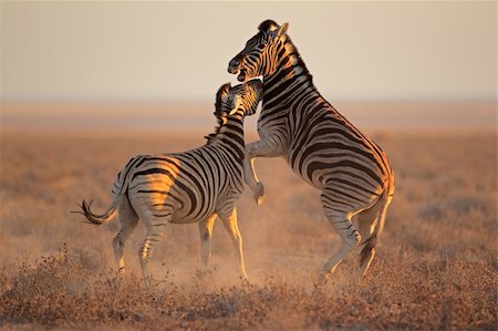 etosha national park - Two Plains (Burchells) Zebra stallions (Equus burchelli) fighting, Etosha National Park, Namibia Photographie de stock - Aubaine LD & Abonnement, Code: 400-06457780
