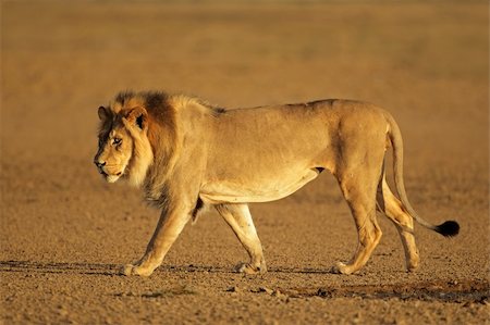 Big male African lion walking (Panthera leo), Kalahari desert, South Africa Stock Photo - Budget Royalty-Free & Subscription, Code: 400-06457783