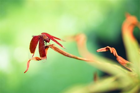 A red dragonfly at rest on a leaf with green background (Neurothemis terminata) Stock Photo - Budget Royalty-Free & Subscription, Code: 400-06457979