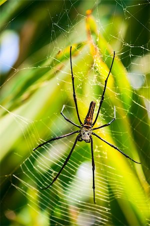 simsearch:6102-07602477,k - Female golden web spider with small male on her back (Nephila pilipes), Bali, Indonesia. Females spider are large and grow to a body size of 30â??50 mm, with males growing to 5â??6 mm. Foto de stock - Super Valor sin royalties y Suscripción, Código: 400-06457981