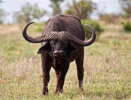 Buffalo bull with huge horns standing on grass plain Foto de stock - Royalty-Free Super Valor e Assinatura, Número: 400-06458965