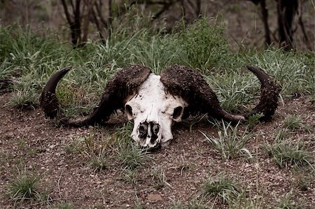 Buffalo horns lying on the ground in grass desaturated Foto de stock - Super Valor sin royalties y Suscripción, Código: 400-06458967
