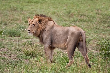 simsearch:400-04479927,k - Lion male portrait closeup staring mane fierce Photographie de stock - Aubaine LD & Abonnement, Code: 400-06458971