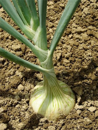 simsearch:400-05356597,k - white onion growing on the bed Stock Photo - Budget Royalty-Free & Subscription, Code: 400-06459196