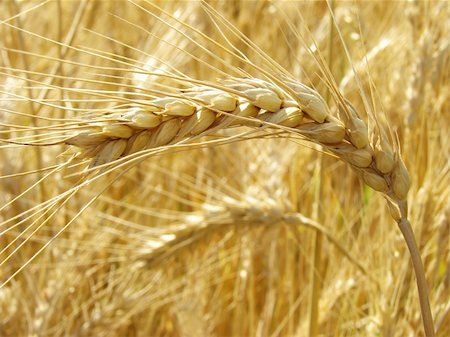 simsearch:400-04896751,k - golden wheat ear in the field Stock Photo - Budget Royalty-Free & Subscription, Code: 400-06459204