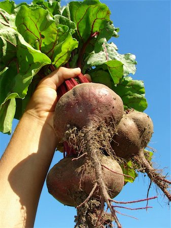 dleonis (artist) - some fresh beetroots in farmer hand Foto de stock - Royalty-Free Super Valor e Assinatura, Número: 400-06459208