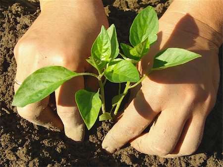 dleonis (artist) - hands planting pepper seedlings into the ground Foto de stock - Royalty-Free Super Valor e Assinatura, Número: 400-06459201
