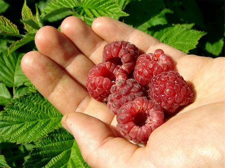 raspberry fingers - hand with raspberry fruits in the garden Stock Photo - Budget Royalty-Free & Subscription, Code: 400-06459215