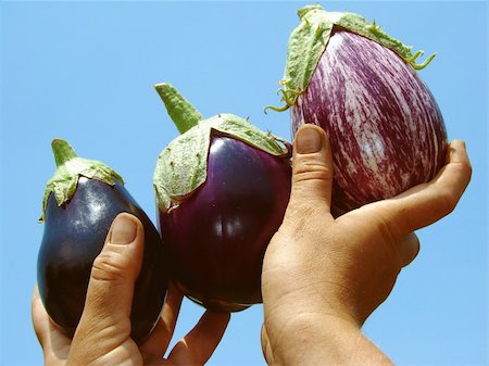 dleonis (artist) - hands with three eggplants different varieties Foto de stock - Royalty-Free Super Valor e Assinatura, Número: 400-06459228