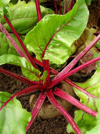 simsearch:400-05876466,k - organic beetroot growing on vegetable bed Stockbilder - Microstock & Abonnement, Bildnummer: 400-06459230