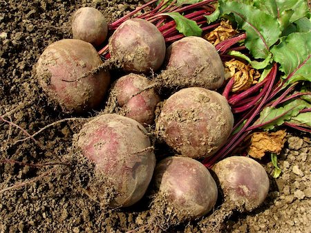 simsearch:400-05682396,k - fresh beetroots on the ground Stock Photo - Budget Royalty-Free & Subscription, Code: 400-06459231
