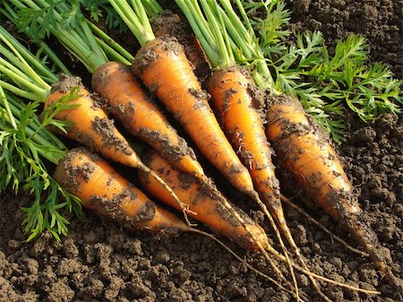 some fresh carrots on the ground Photographie de stock - Aubaine LD & Abonnement, Code: 400-06459248
