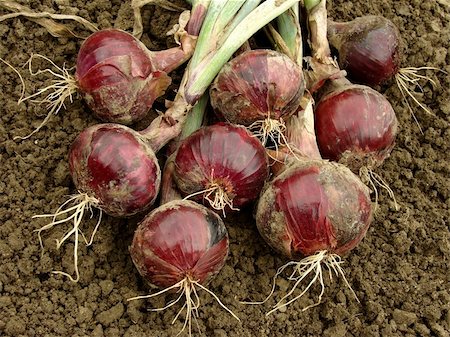 simsearch:400-05876466,k - fresh red onions on the ground Stockbilder - Microstock & Abonnement, Bildnummer: 400-06459249