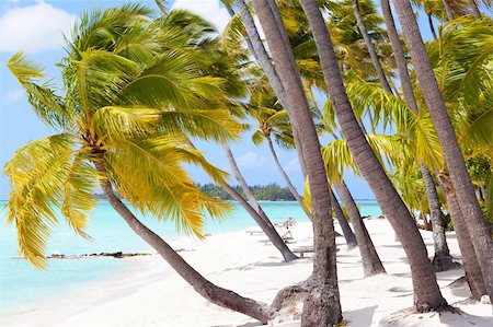 perfect tropical beach at bora bora island Stock Photo - Budget Royalty-Free & Subscription, Code: 400-06459380