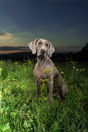 Weimaraner dog sitting in a field of wild grass outdoors with the setting sun behind it Stockbilder - Microstock & Abonnement, Bildnummer: 400-06459405