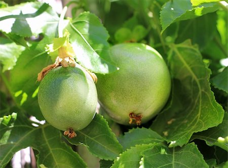 passiflora - green fruit of Passiflora hid among the leaves Photographie de stock - Aubaine LD & Abonnement, Code: 400-06459649