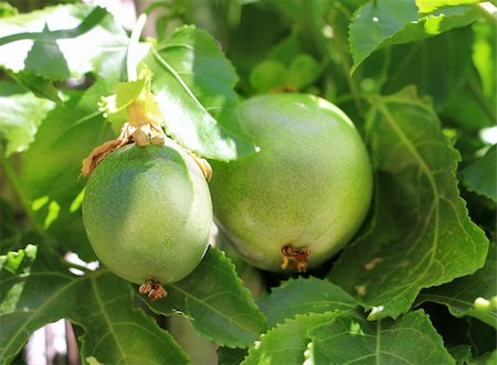 passiflora - green fruit of Passiflora hid among the leaves Stock Photo - Budget Royalty-Free & Subscription, Code: 400-06459649