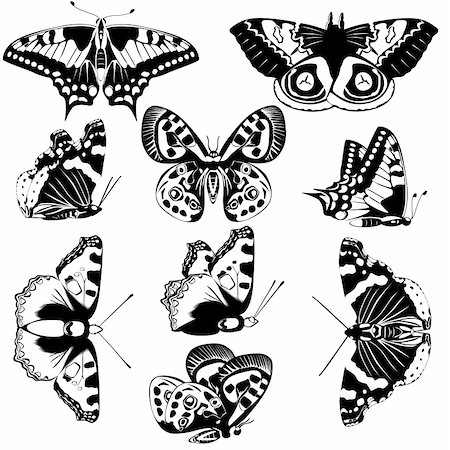 pic of cabbage for drawing - The contours of butterflies. Black and white illustration. Stock Photo - Budget Royalty-Free & Subscription, Code: 400-06452251