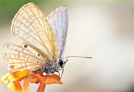 A brown butterfly resting on an orange flower on a hot day Photographie de stock - Aubaine LD & Abonnement, Code: 400-06452806