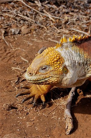 Closeup of a Galapagos land iguana Foto de stock - Super Valor sin royalties y Suscripción, Código: 400-06465026