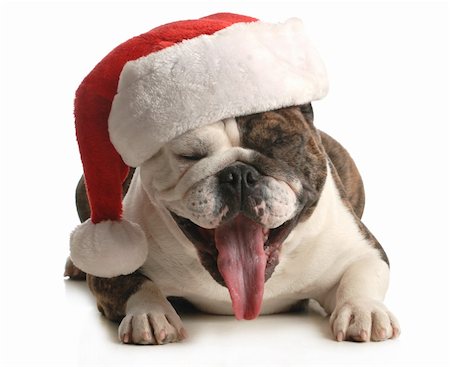 scrooge - santa dog - english bulldog with cute expression wearing santa hat on white background Stock Photo - Budget Royalty-Free & Subscription, Code: 400-06465131