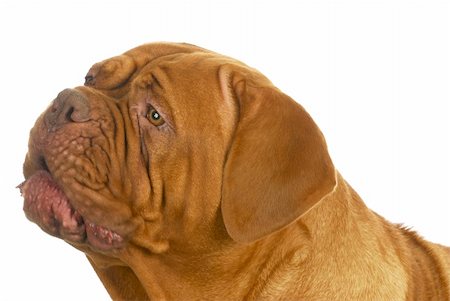 simsearch:400-06758887,k - dogue de bordeaux head shot isolated on white background Stock Photo - Budget Royalty-Free & Subscription, Code: 400-06465148