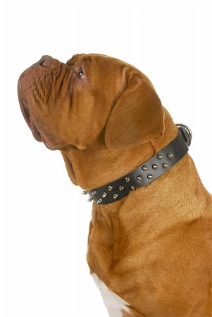 simsearch:400-06567310,k - dogue de bordeaux wearing spiked collar isolated on white background Stockbilder - Microstock & Abonnement, Bildnummer: 400-06465151