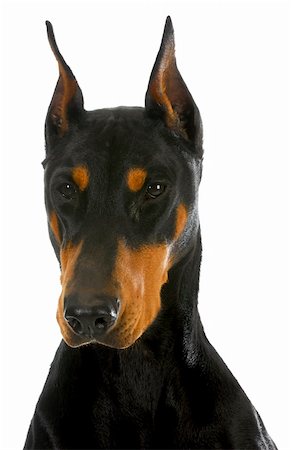 ponchera - doberman pinscher head profile on white background Stock Photo - Budget Royalty-Free & Subscription, Code: 400-06465164