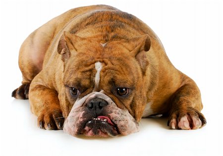simsearch:700-00195387,k - grumpy dog - english bulldog with grouchy expression laying down on white background Stock Photo - Budget Royalty-Free & Subscription, Code: 400-06465160