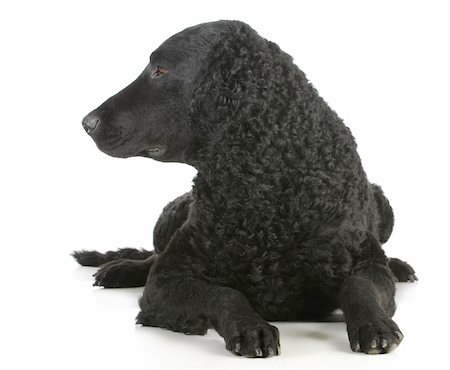 curly coated retriever laying down looking to the side on white background Stockbilder - Microstock & Abonnement, Bildnummer: 400-06465174