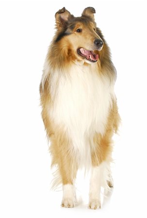 simsearch:400-06461152,k - rough collie standing isolated on white background - 2 years old Stock Photo - Budget Royalty-Free & Subscription, Code: 400-06465178