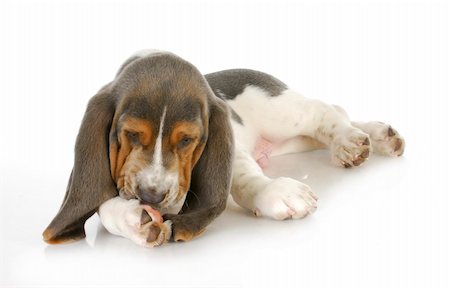 dog allergies - basset hound puppy licking foot with possible skin allergies Photographie de stock - Aubaine LD & Abonnement, Code: 400-06465197