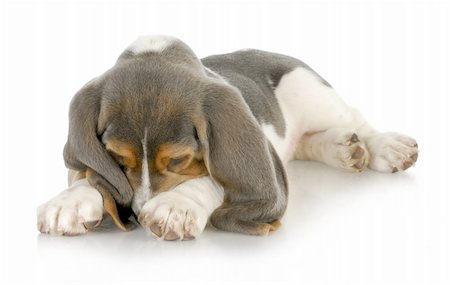 small cute dogs breeds - cute puppy - basset hound puppy burying his nose in paws with reflection on white background Stock Photo - Budget Royalty-Free & Subscription, Code: 400-06465198