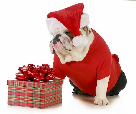 simsearch:400-05742476,k - santa dog - english bulldog dressed like santa sitting beside christmas present Photographie de stock - Aubaine LD & Abonnement, Code: 400-06465192