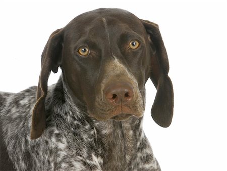 pointer dogs sitting - german short haired pointer portrait isolated on white background Stock Photo - Budget Royalty-Free & Subscription, Code: 400-06465209