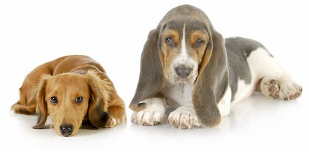 simsearch:400-07571868,k - two puppies - basset hound and miniature dachshund puppy laying down looking at viewer on white background Fotografie stock - Microstock e Abbonamento, Codice: 400-06465200