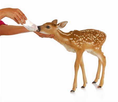 hand raising fawn - woman bottle feeding baby doe isolated on white background Stock Photo - Budget Royalty-Free & Subscription, Code: 400-06465201